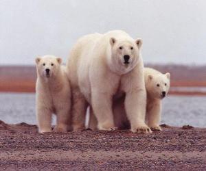 пазл Белый медведь семьи
